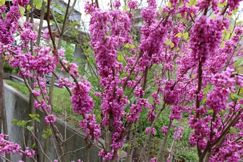 花木|「庭木・花木」植物一覧（条件から探す）｜図鑑検索｜みんなの 